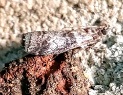 Sciota uvinella