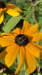 Eristalis dimidiata