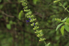 Salvia mexicana