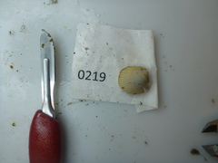 Clinocardium nuttallii