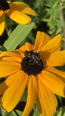 Eristalis dimidiata
