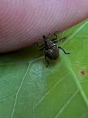 Rhinoncomimus latipes