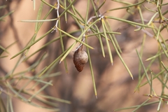 Hakea leucoptera leucoptera