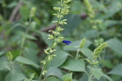Salvia mexicana