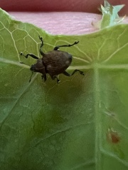 Rhinoncomimus latipes