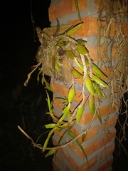 Maxillaria lutescens