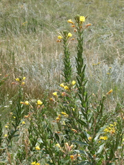 Oenothera villosa