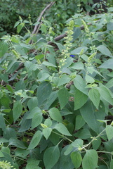 Salvia mexicana