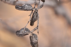Hakea leucoptera leucoptera