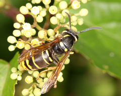 Vespula vidua