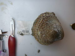 Clinocardium nuttallii