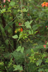 Gonolobus uniflorus