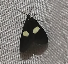 Lepidoptera
