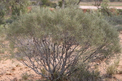 Hakea leucoptera leucoptera