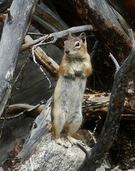 Callospermophilus lateralis