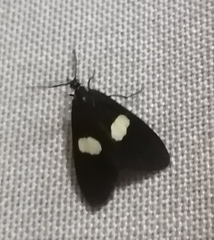 Lepidoptera