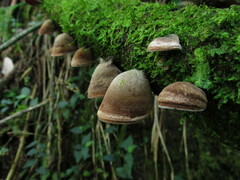 Auricularia nigricans
