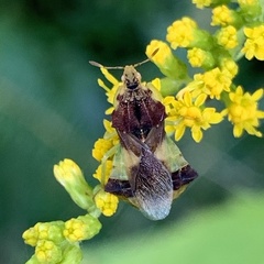 Phymata pennsylvanica