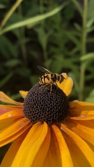 Eristalis transversa