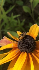 Eristalis transversa