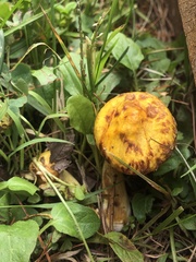 Suillus americanus