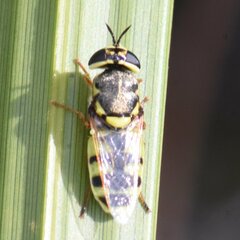 Stratiomyini