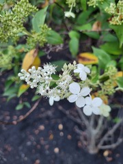 Hydrangea paniculata