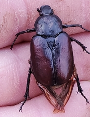 Osmoderma eremicola