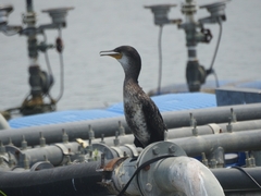Phalacrocorax fuscicollis