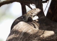 Sceloporus clarkii