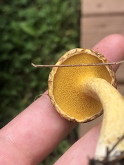 Suillus americanus