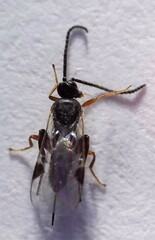 Microgastrinae