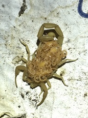 Centruroides sculpturatus