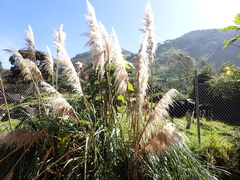 Cortaderia selloana