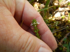 Euphrasia hudsoniana