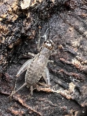 Velarifictorus micado