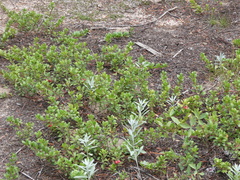 Arctostaphylos uva-ursi