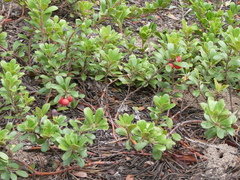 Arctostaphylos uva-ursi