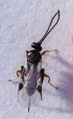 Microgastrinae