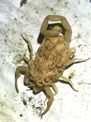 Centruroides sculpturatus