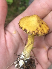 Suillus americanus