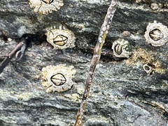 Semibalanus balanoides