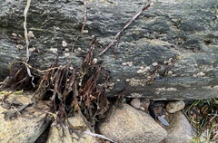 Semibalanus balanoides