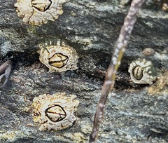 Semibalanus balanoides