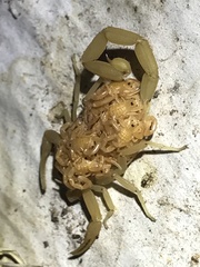 Centruroides sculpturatus