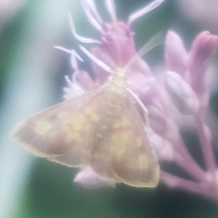 Pyrausta acrionalis