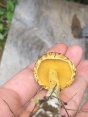 Suillus americanus