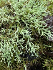 Cladonia furcata