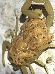 Centruroides sculpturatus