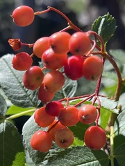 Sorbus scopulina